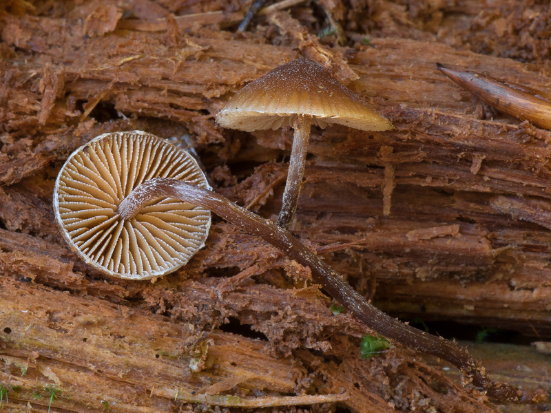 Galerina pruinatipes